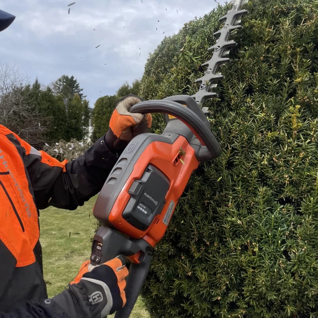 Professionell borttagning av häck